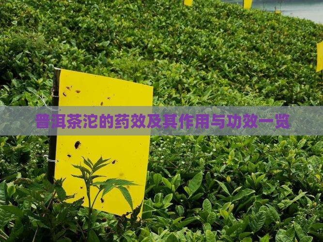 普洱茶沱的药效及其作用与功效一览