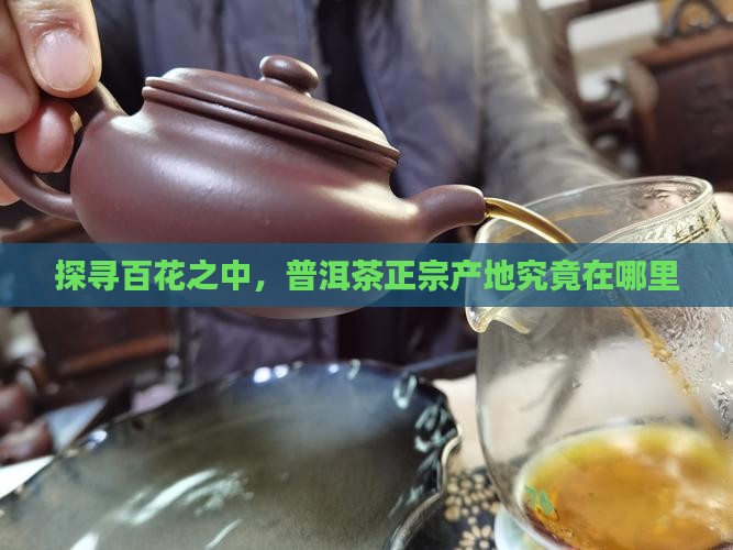 探寻百花之中，普洱茶正宗产地究竟在哪里