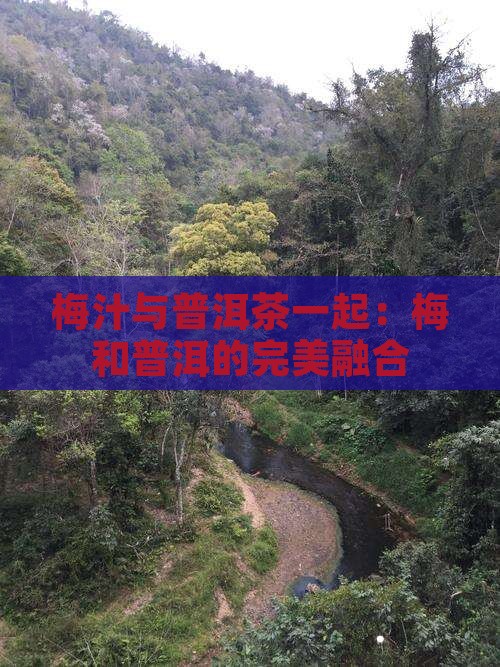 梅汁与普洱茶一起：梅和普洱的完美融合