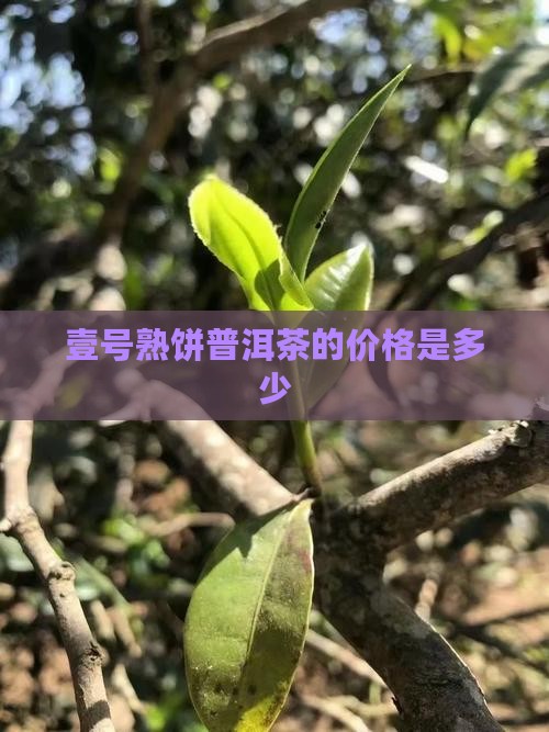 壹号熟饼普洱茶的价格是多少