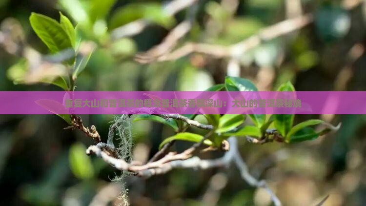 重复大山和普洱茶的概念普洱茶香飘深山：大山的普洱茶秘境