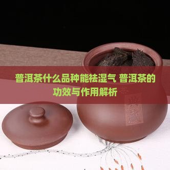 普洱茶什么品种能祛湿气 普洱茶的功效与作用解析