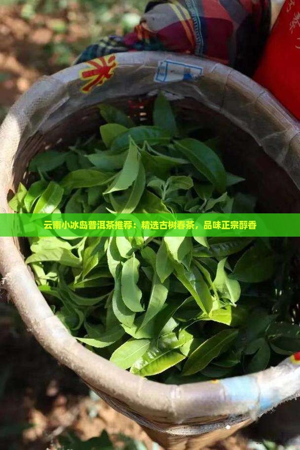 云南小冰岛普洱茶推荐：精选古树春茶，品味正宗醇香