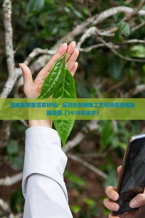 渥堆发酵普洱茶好吗：探究生茶特殊工艺与熟茶渥堆发酵原理（1974年技术）