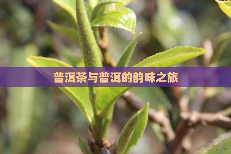 普洱茶与普洱的韵味之旅