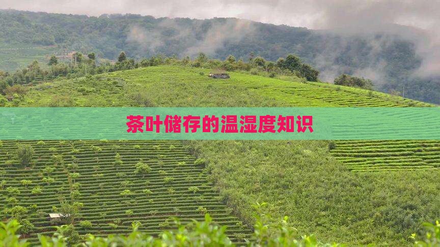 茶叶储存的温湿度知识