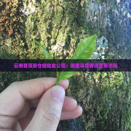 云南普洱茶仓储批发公司：哪里寻找普洱交易市场