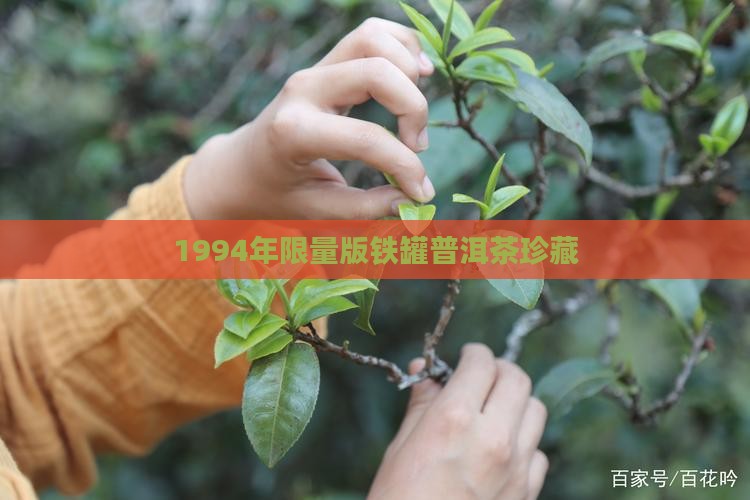 1994年限量版铁罐普洱茶珍藏