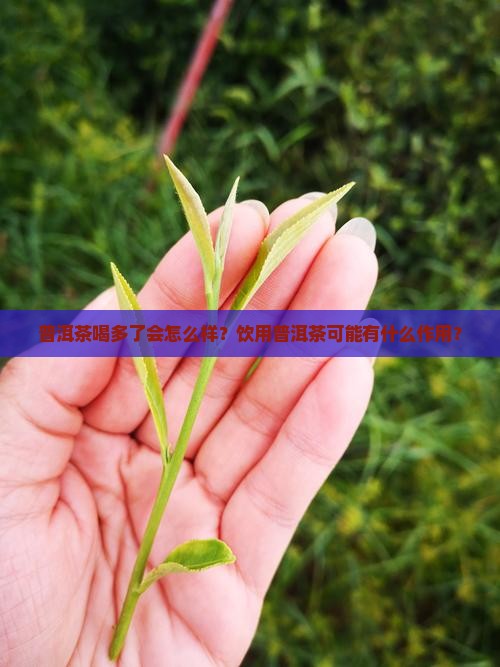 普洱茶喝多了会怎么样？饮用普洱茶可能有什么作用？