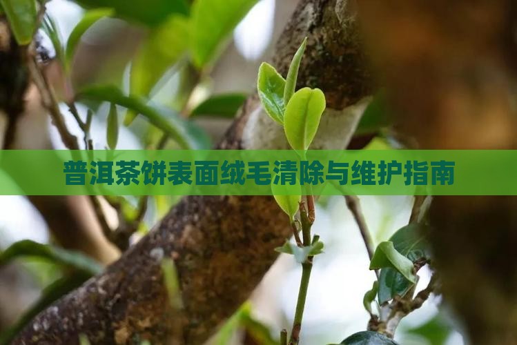 普洱茶饼表面绒毛清除与维护指南