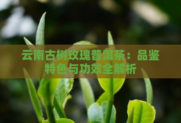 云南古树玫瑰普洱茶：品鉴特色与功效全解析