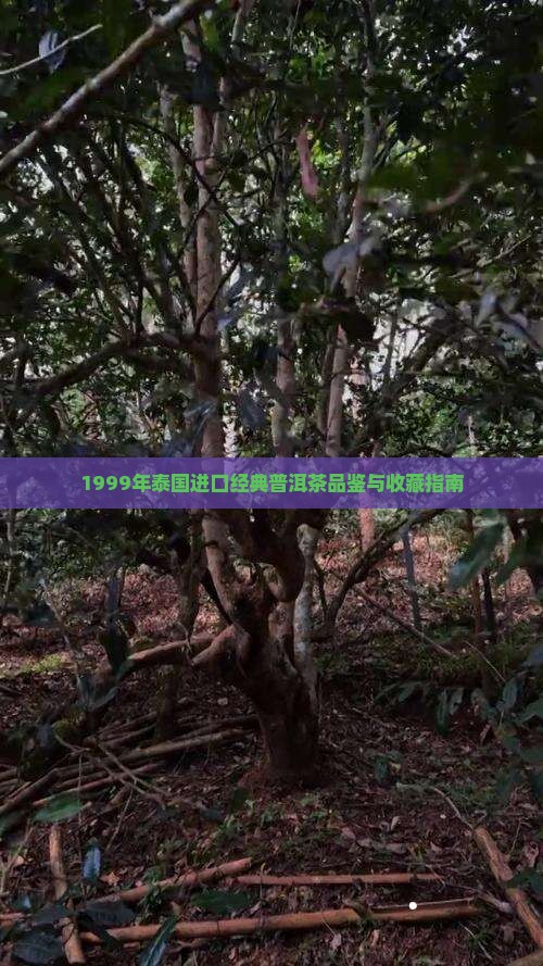 1999年泰国进口经典普洱茶品鉴与收藏指南