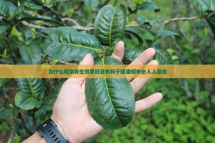 为什么喝茶养生效果好且有利于健康却未必人人适合
