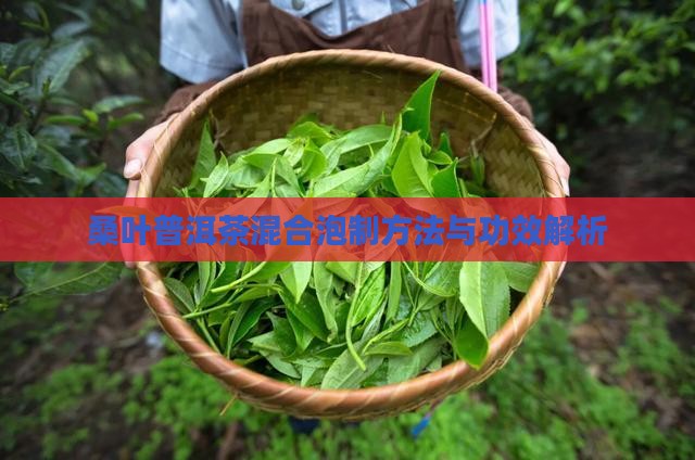桑叶普洱茶混合泡制方法与功效解析
