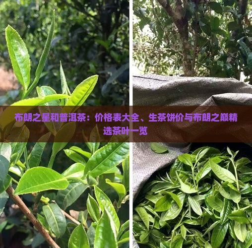 布朗之星和普洱茶：价格表大全、生茶饼价与布朗之巅精选茶叶一览