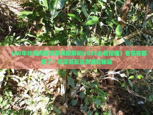 80年代德凤普洱茶