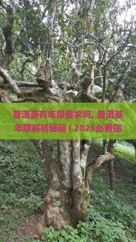 普洱茶有年限要求吗