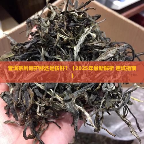 普洱茶到底护肝还是伤肝