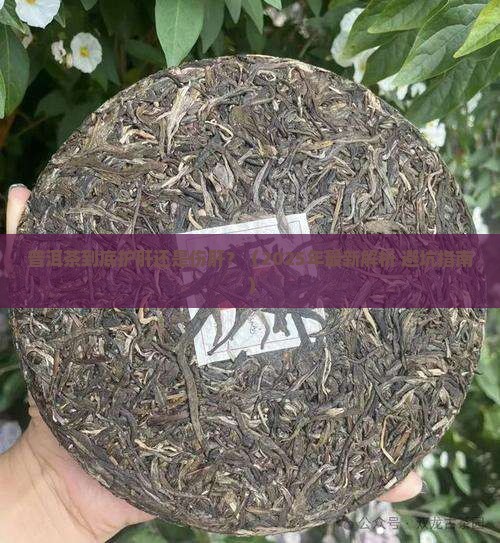 普洱茶到底护肝还是伤肝