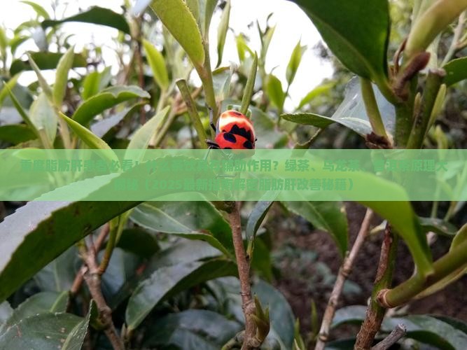 重度脂肪肝喝什么茶有效