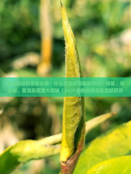 重度脂肪肝喝什么茶有效