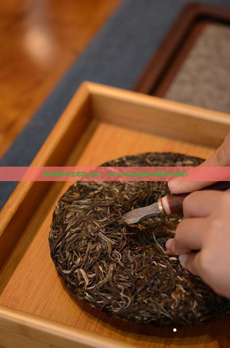 普洱茶乔木生态