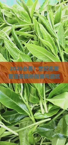世纪名家普洱茶