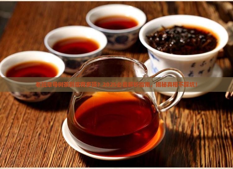 老班章母树茶什么意思
