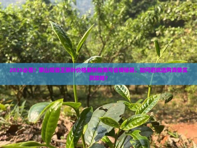 蒙山观音王茶叶价格