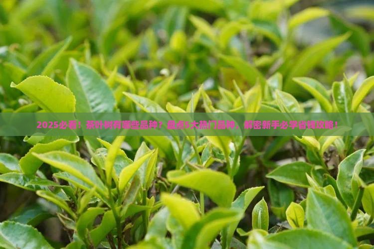 茶叶树有哪些品种