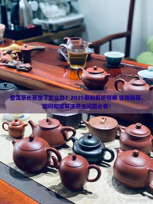 普洱茶长茶虫了怎么解决
