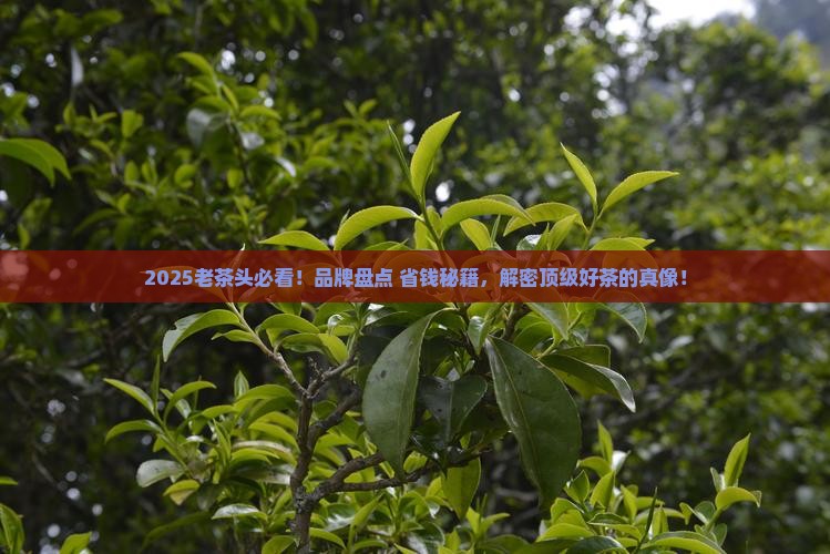 老茶头品牌排行