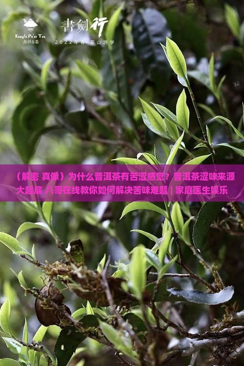 为什么普洱茶有苦涩感觉