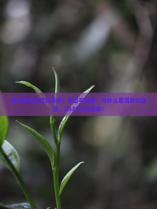 普洱茶是宫廷贡茶吗