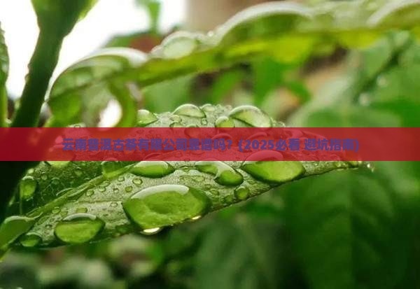 云南普洱古茶有限公司