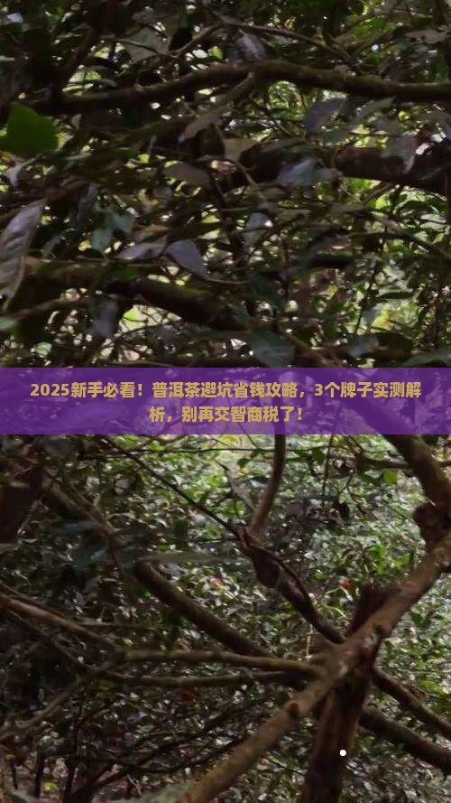 普洱茶买哪个牌子不走坑