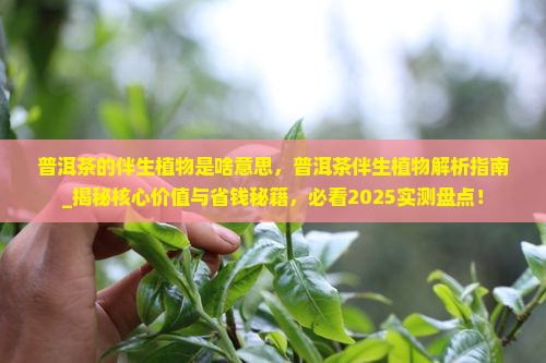 普洱茶的伴生植物是啥意思