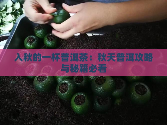 入秋的一杯普洱茶