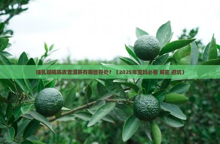哺乳期喝陈皮普洱茶的好处