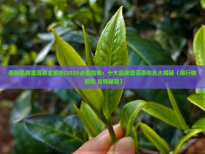 茶叶品牌普洱茶