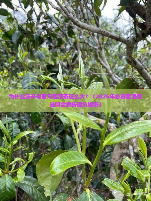 陈升号官方普洱茶