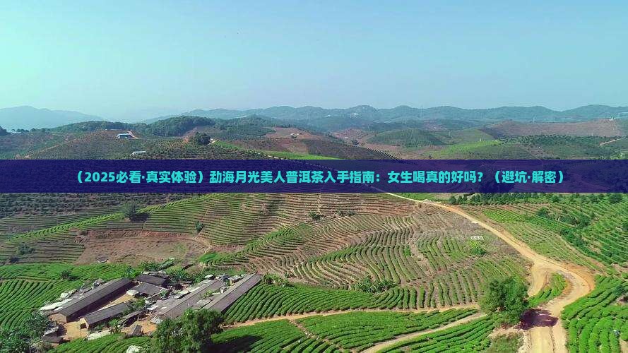 勐海月光美人普洱茶