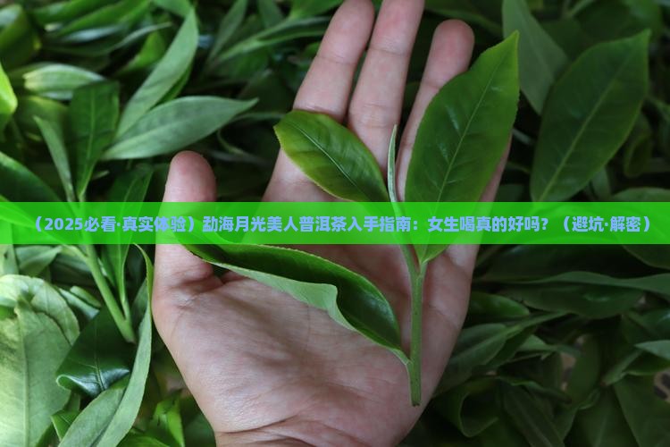勐海月光美人普洱茶