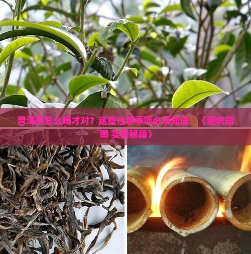 普洱茶的饮用注意事项
