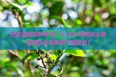 白泥壶适合泡什么茶
