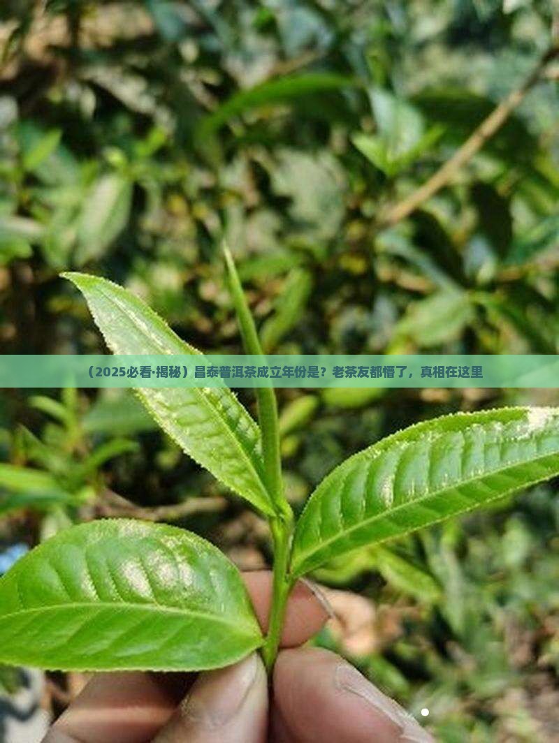 昌泰普洱茶成立时间