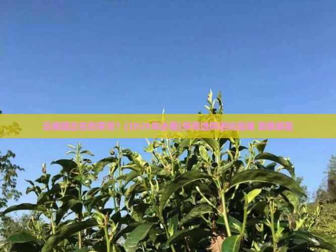 云南最出名的茶膏