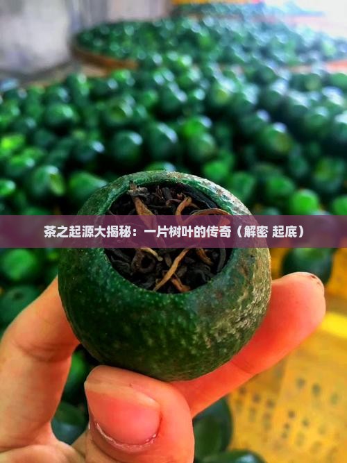 茶是谁发明的茶叶最早是谁发现的