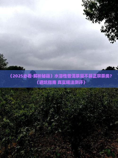 水溶性普洱茶是什么茶类