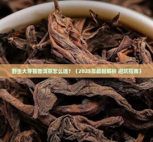 野生大芽苞普洱茶